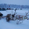 Sweden’s Jokkmokk Winter Market