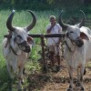 Gujarat’s Palitana and Alang